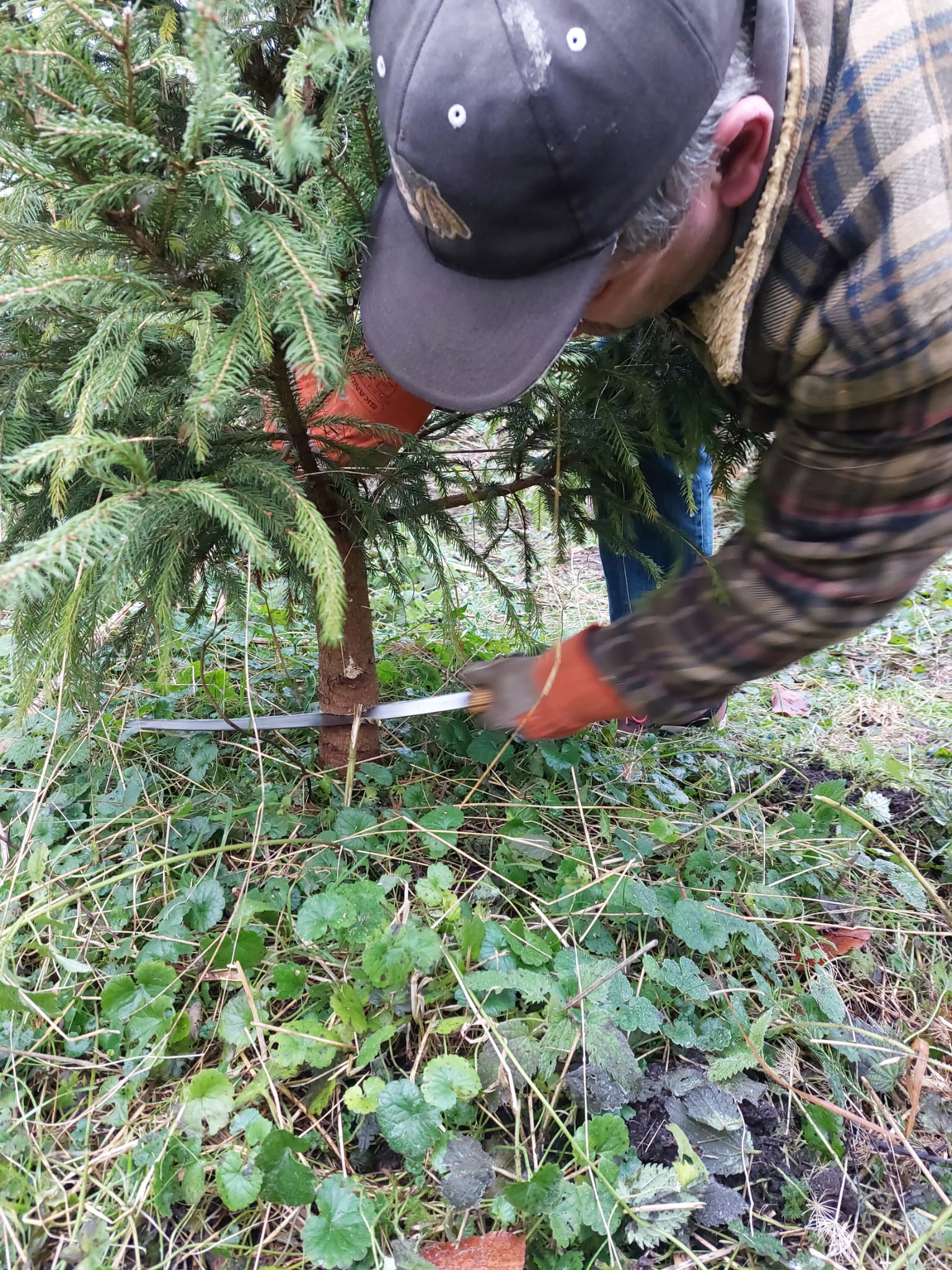 Succesvol kerstboom zagen in Kuinderbos Friesland Post